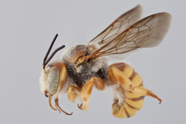 [Trachusa cordaticeps male (lateral/side view) thumbnail]